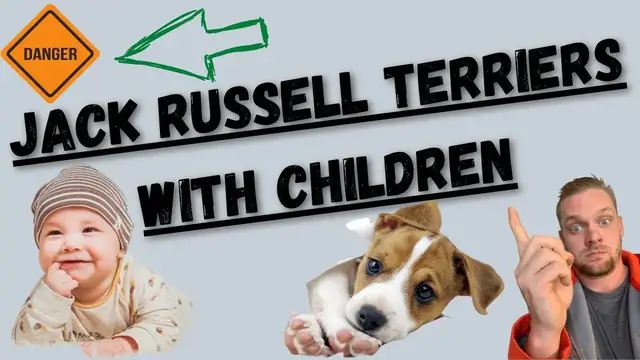 'Video thumbnail for Jack Russell Terriers With Children: Are Jack Russell's Good With Babies and Toddlers?'