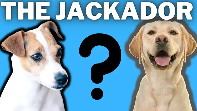 'Video thumbnail for The Jackador: Labrador Jack Russell Terrier Mix Breed (Comparisons, Lifespan and Overview)'