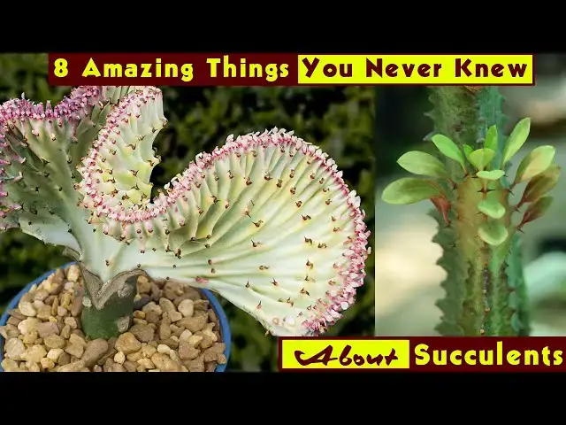 'Video thumbnail for 8 Amazing Things You Never Knew About Succulents'