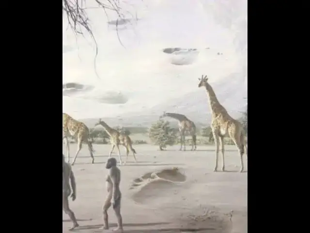 'Video thumbnail for Australopithecus afarensis'
