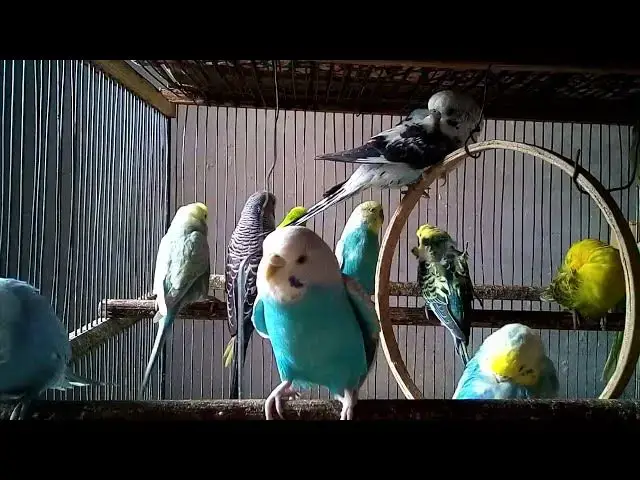 'Video thumbnail for Work Focus Parrot Sound – No Distractions 🖥️🦜#ParrotStudySounds #FocusZone #WorkWithBirds #CalmVib'