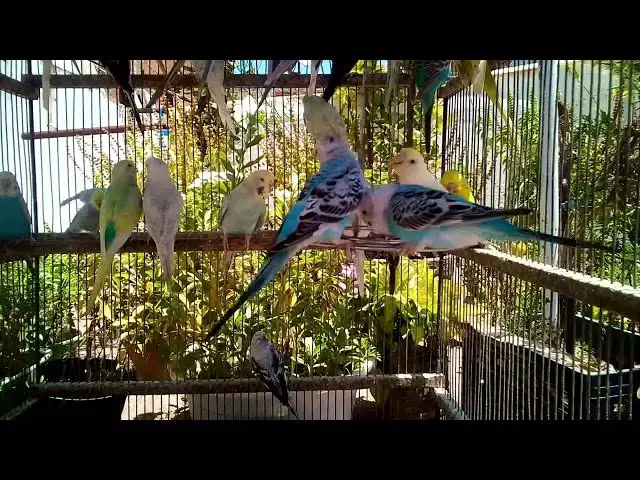 'Video thumbnail for 🧩 Keep Your Parrot Busy – Free Activities That Stimulate'