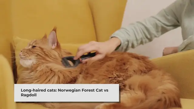 'Video thumbnail for Norwegian Forest Cat vs Ragdoll: A Comprehensive Comparison'