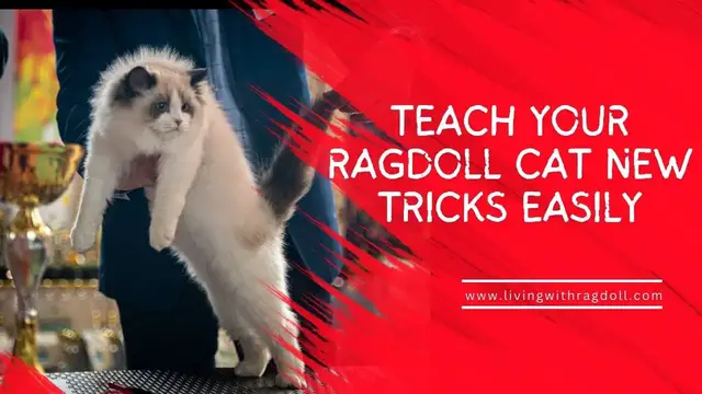 'Video thumbnail for Teach Your Ragdoll Cat New Tricks Easily'
