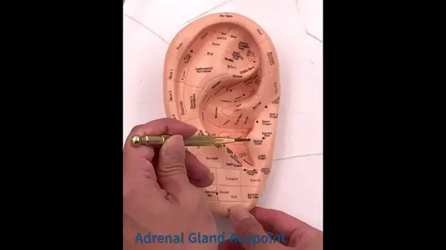 'Video thumbnail for Locating the Adrenal Gland Acupoint in the Ear'