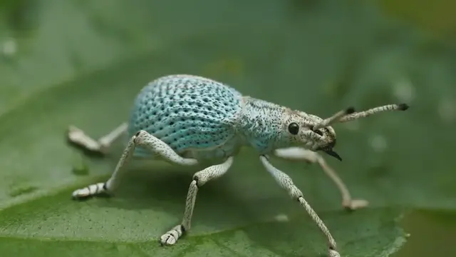 'Video thumbnail for Green Bugs: A Closer Look at Nature's Tiny Wonders'