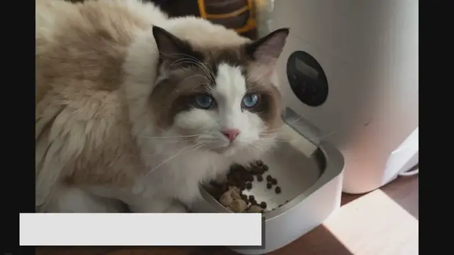 'Video thumbnail for Ragdoll Food: A Complete Diet Chart for All Ages'