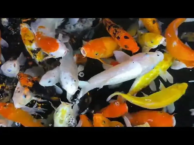 'Video thumbnail for Koi Fish Care: Essential Water Quality Guidelines'