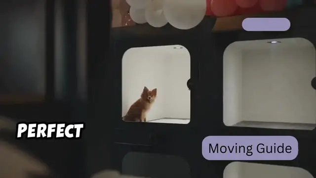 'Video thumbnail for Top 5 Pet Carriers for Moving; Safe & Comfortable Travel for Your Pets (720p 30fps)'