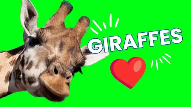 'Video thumbnail for 5 Fun Facts About Giraffes'
