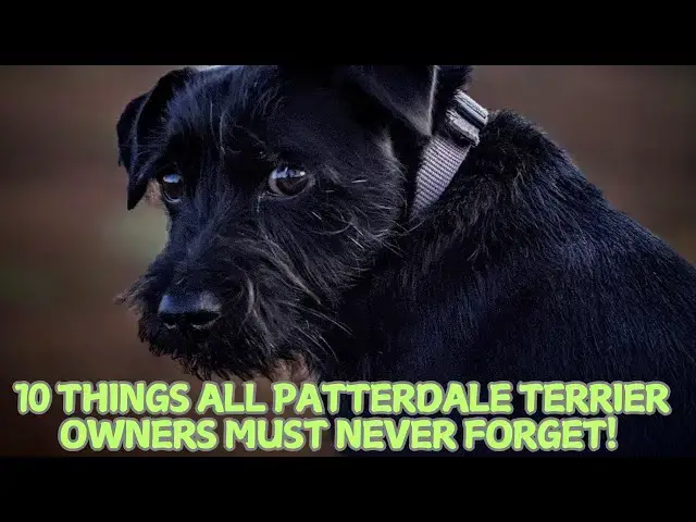 'Video thumbnail for 10 Things All Patterdale Terrier Owners Must Never Forget! 🐕'