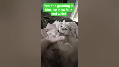 'Video thumbnail for 🐈 Weirdest Kitten Noises/Purring | Mr. Shine'