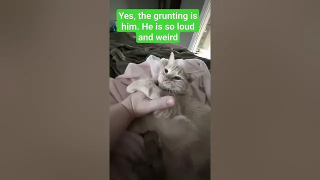 'Video thumbnail for 🐈 Weirdest Kitten Noises/Purring | Mr. Shine'