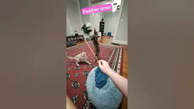 'Video thumbnail for 🐈⬛🐈Kittens going WILD for feather teaser | Soot & Shine'