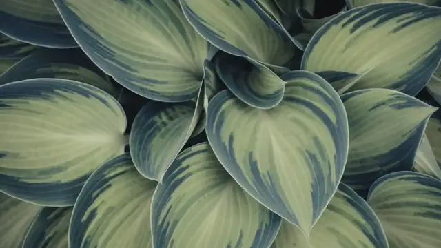 'Video thumbnail for Discover the Diverse World of Hostas: A Comprehensive Guide'