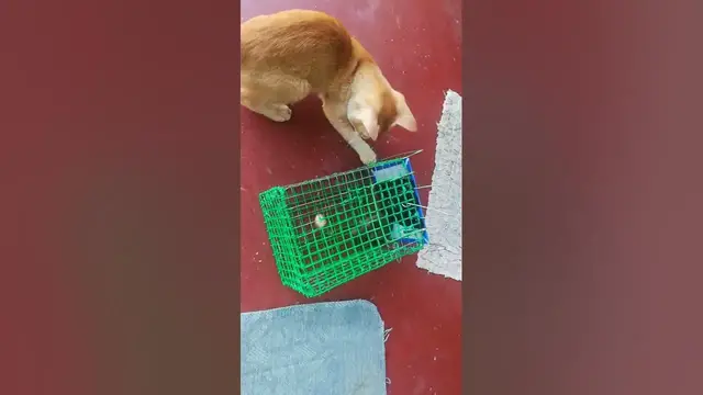 'Video thumbnail for Cat vs Mouse Showdown: Epic Battles and Hilarious Moments Unveiled'