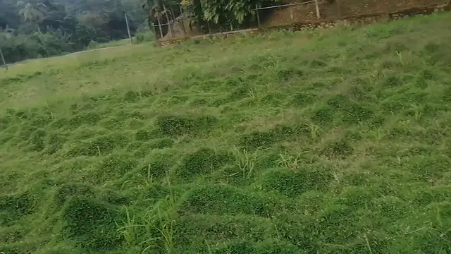 'Video thumbnail for paddy field'