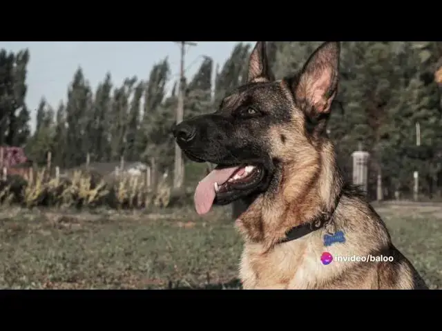 'Video thumbnail for Are German shepherds aggressive?'