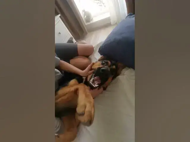 'Video thumbnail for Mother loves her baby😍❤️😂#dog #gsd #gsdpuppy #happy #happydog #germanshepherd #baloocreate #love'