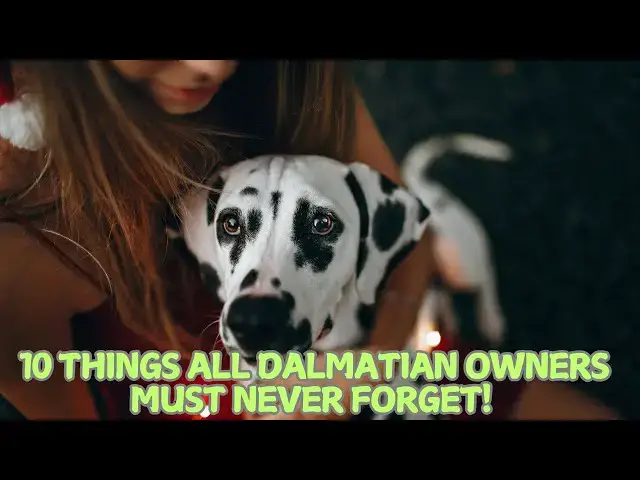 'Video thumbnail for 10 Things All Dalmatian Owners Must Never Forget! 🐕'