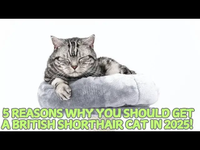 'Video thumbnail for 5 Reasons Why You Should Get a British Shorthair Cat in 2025! 🐱'