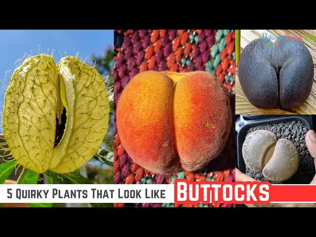 'Video thumbnail for 5 Quirky Plants That Look Like Buttocks #gardening'
