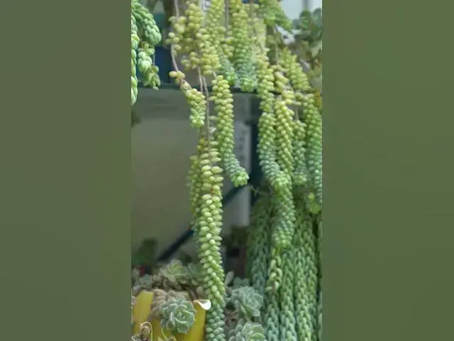 'Video thumbnail for Best Trailing Succulents for Hanging Baskets | Stunning & Easy to Grow!'