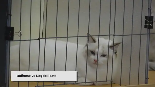 'Video thumbnail for Balinese vs. Ragdoll Cat: Unraveling the Differences'