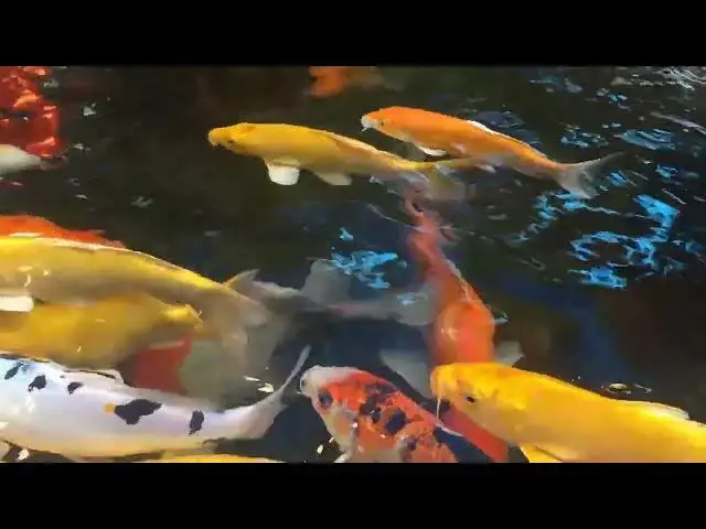 'Video thumbnail for Koi Fish Feeding: Debunking the No-Food Myth'
