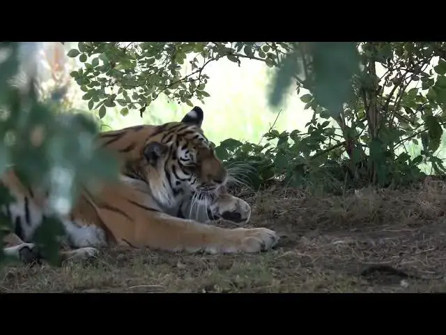 'Video thumbnail for The Complex Social Interactions of Tigers in Confined Spaces'