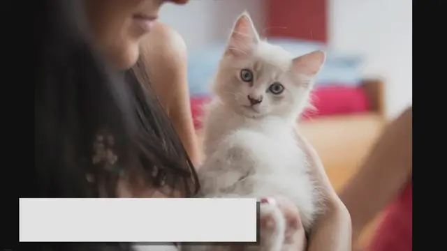 'Video thumbnail for Cinnamon Ragdolls: Warmth, Love, and Mystery!'