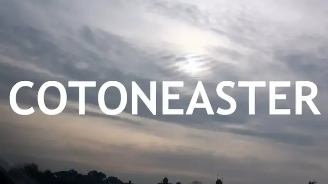 'Video thumbnail for Cotoneaster Bonsai, 1'