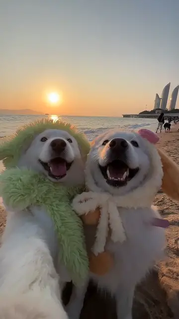 'Video thumbnail for The dog'