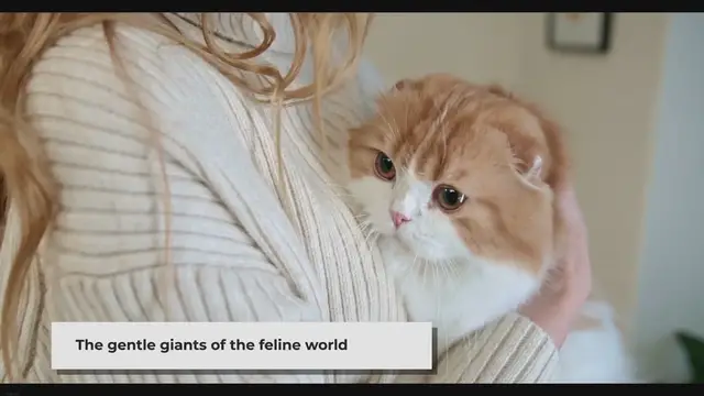 'Video thumbnail for 10 Pros and Cons of Maine Coon Cats'