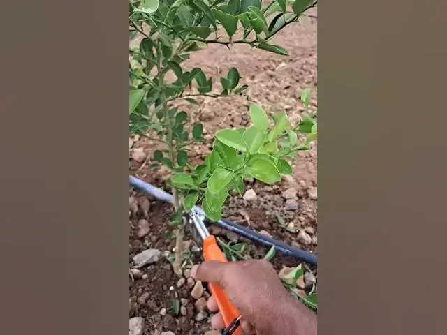 'Video thumbnail for Pruning Lemon Tree | Pre Mansoon | 1 Year Old #tirthaagro #farming #lemon #pruning #farm'