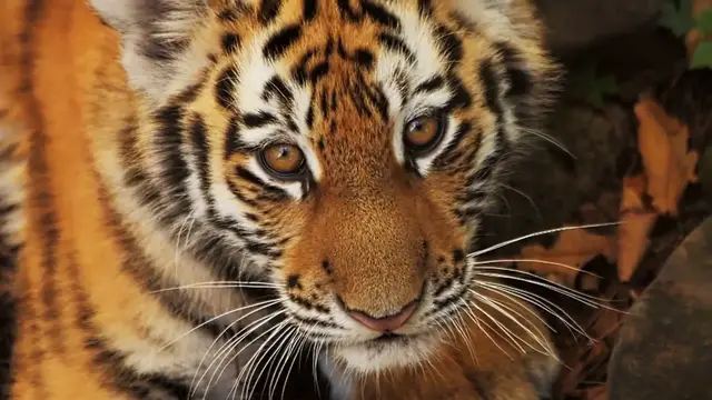 'Video thumbnail for International Animal Day'