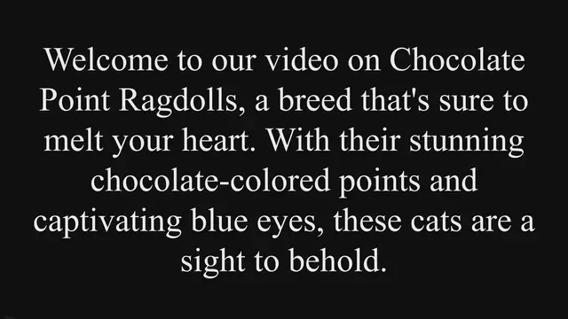 'Video thumbnail for Chocolate Point Ragdolls: Sweetness Overloaded!'