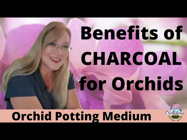 'Video thumbnail for Interesting Potting Media for Orchids That Works!'