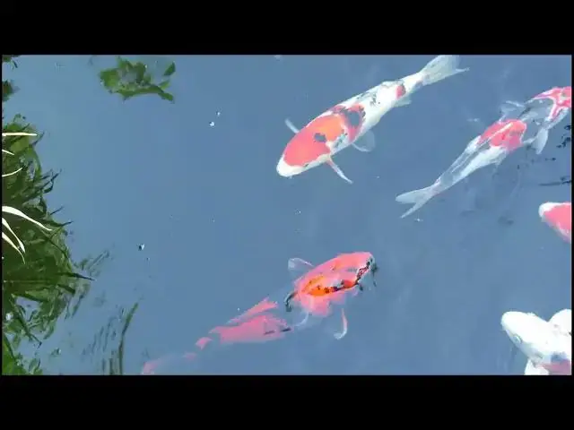 'Video thumbnail for Koi Fish Feeding: Balancing Growth and Health'