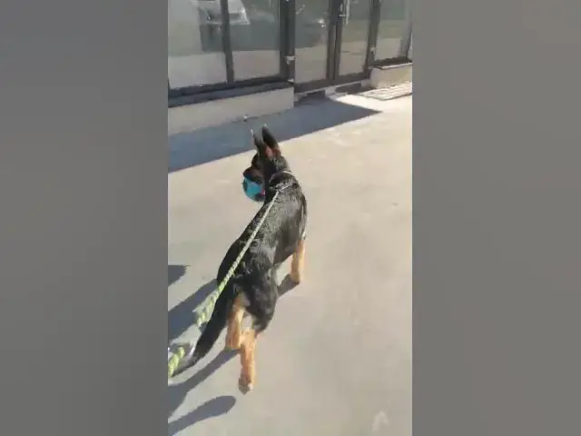 'Video thumbnail for #dog #happydog #germanshepherd #happy #gsdpuppy #gsd #puppy'