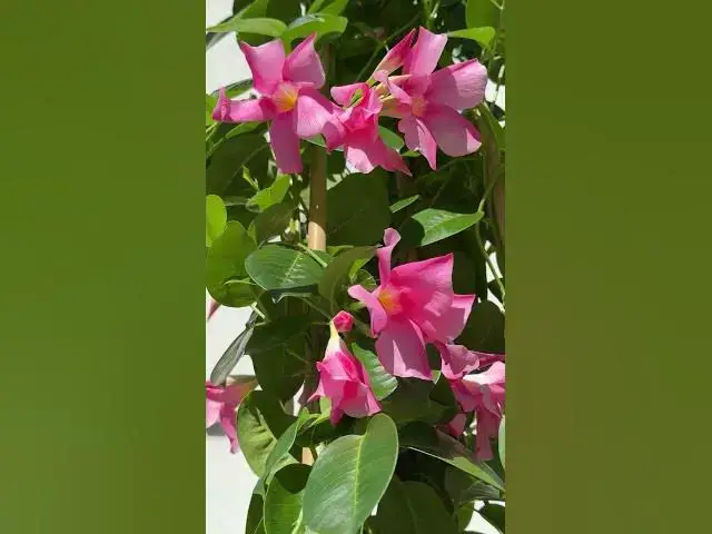 'Video thumbnail for 50 Best Container Flowers for Full Sun'
