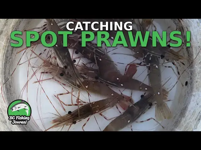 'Video thumbnail for Learning How to Catch Spot Prawns - Catch Clean Cook'