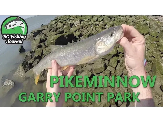 'Video thumbnail for Pikeminnow Fishing - Garry Point Park'