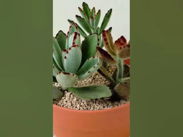 'Video thumbnail for Succulents That Thrive Indoors | Easiest Succulents for Your Home #succulents #indoorplants'