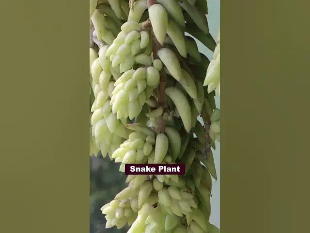 'Video thumbnail for Best Indoor Succulents to Grow at Home | Low Maintenance & Beautiful!'