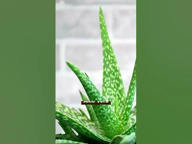 'Video thumbnail for Succulents That Bring Good Luck | Best Lucky Succulents to Grow Indoors'