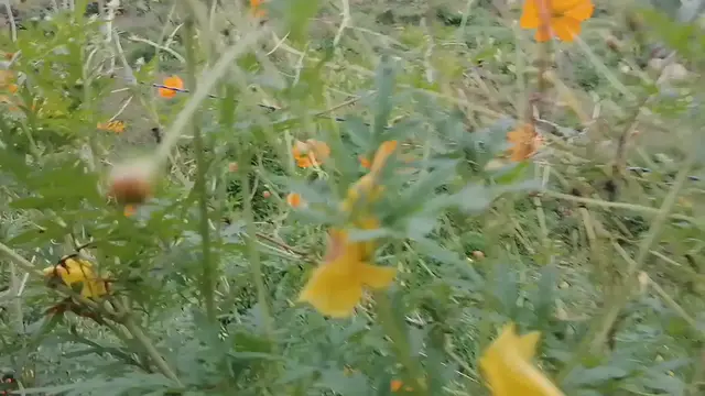 'Video thumbnail for Eschscholzia'