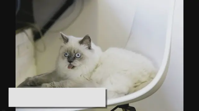 'Video thumbnail for Tortoiseshell Ragdolls: The Rare Beauty Uncovered!'