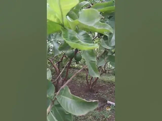 'Video thumbnail for Morning Nature Music in Our Village Backyard 🌳🐦🎶  #tirthaagro #green  #nature #birds #chirpingsounds'