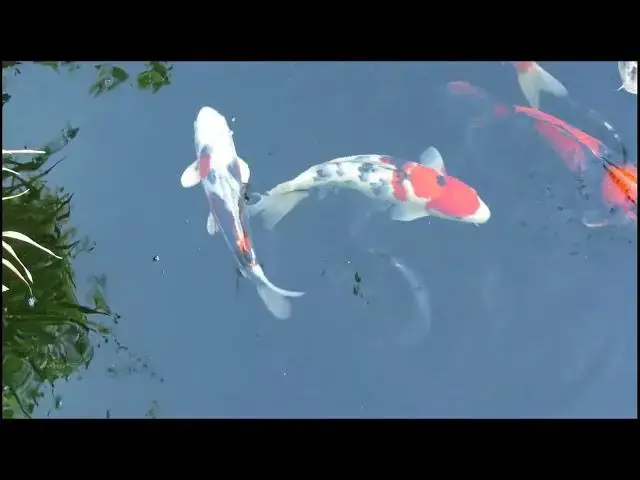 'Video thumbnail for Koi Fish Feeding Guide: Metabolism and Best Practices'
